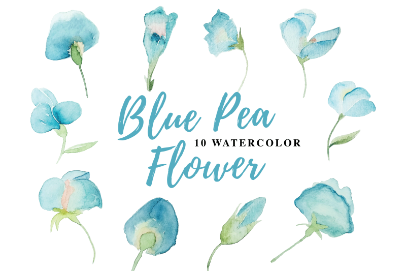 10-watercolor-blue-pea-flower-illustration-graphics
