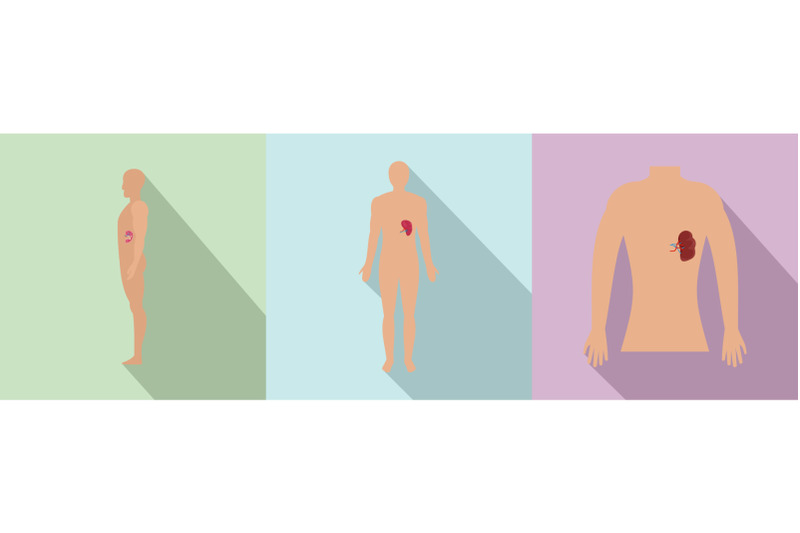 spleen-milt-human-anatomy-icons-set-flat-style