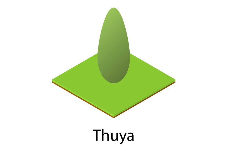 thuya-icon-isometric-style