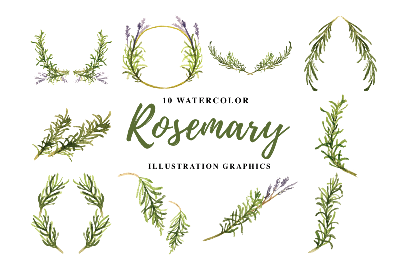 10-watercolor-rosemary-illustration-graphics