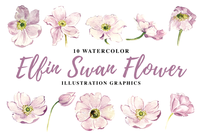 10-watercolor-elfin-swan-flowers-illustration-graphics