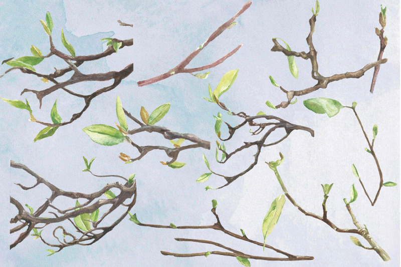 magnolia-watercolor-clip-art