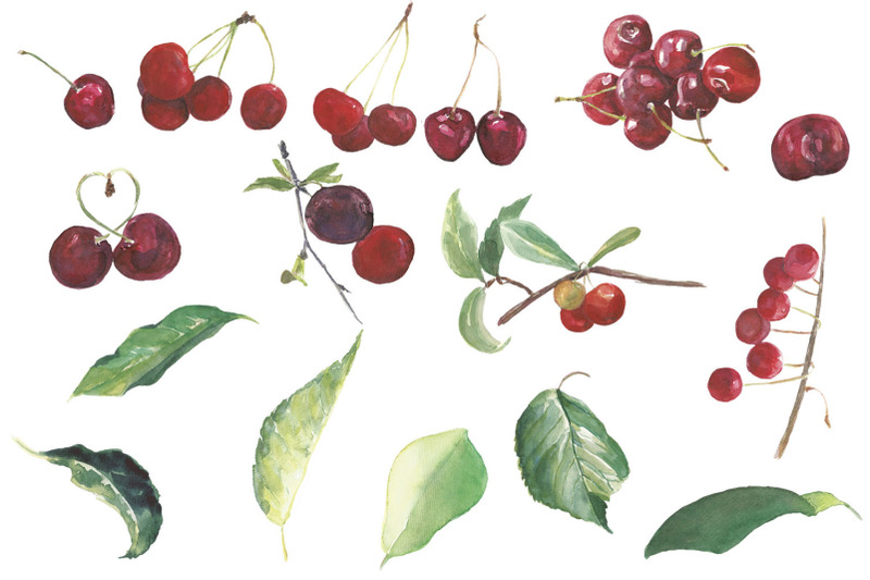 cherry-watercolor-clip-art