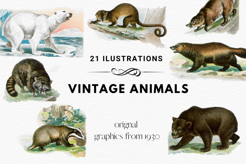 antique-animal-clipart-set-vintage-polar-bear-clipart
