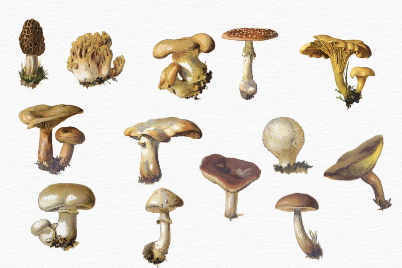 mushroom-vintage-images-junk-journal-mushroom-cards