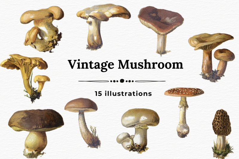 mushroom-vintage-images-junk-journal-mushroom-cards