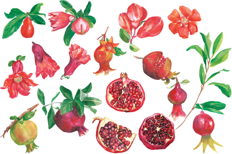 pomegranate-watercolor-clip-art