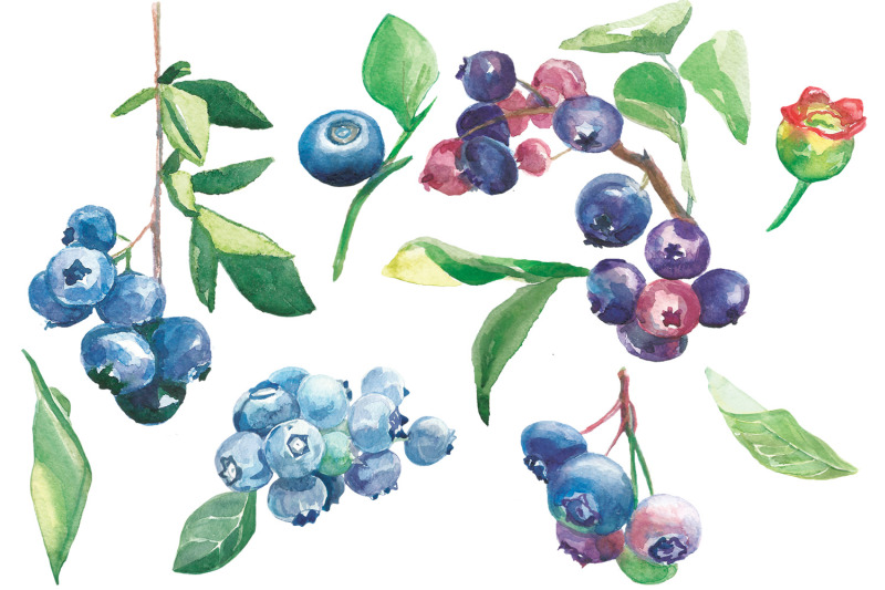 blueberry-watercolor-clip-art