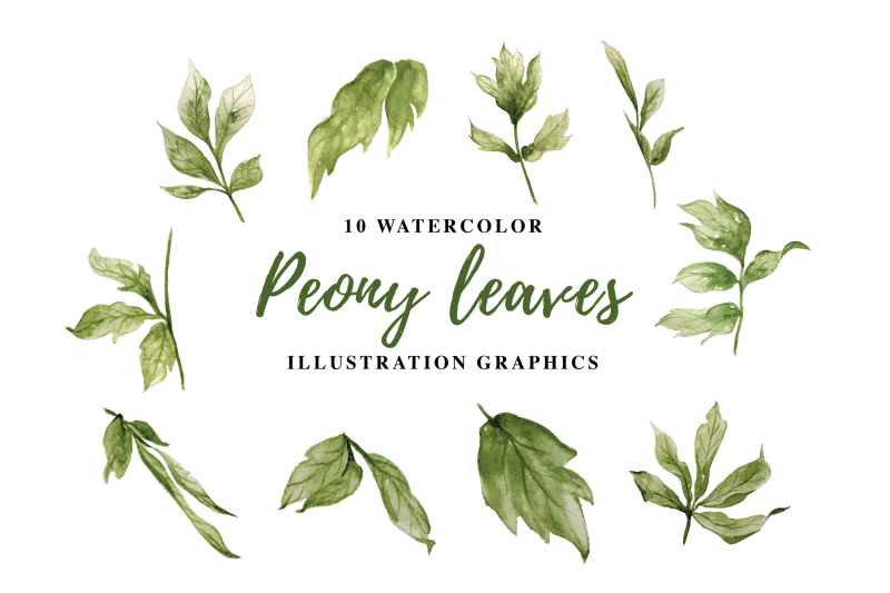 10-watercolor-peony-leaves-illustration-graphics