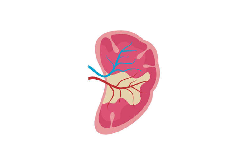 half-kidney-icon-flat-style