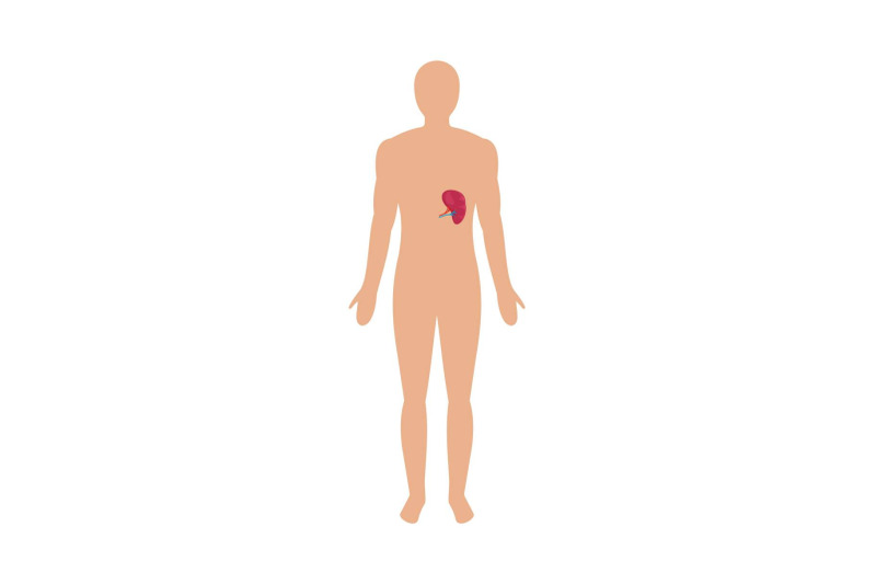 front-view-of-human-spleen-icon-flat-style