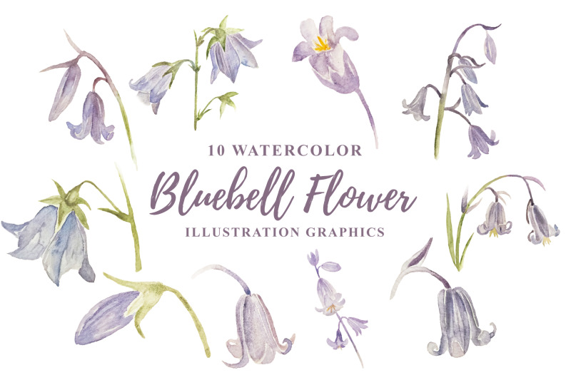 10-watercolor-bluebell-flower-illustration-graphics