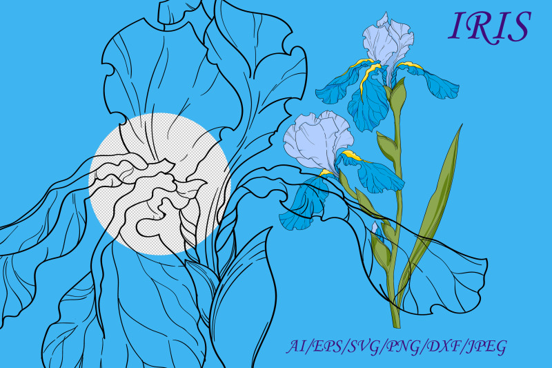 bouquet-of-iris-flowers