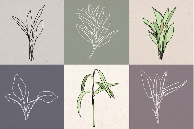 herbarium-graphic-collection
