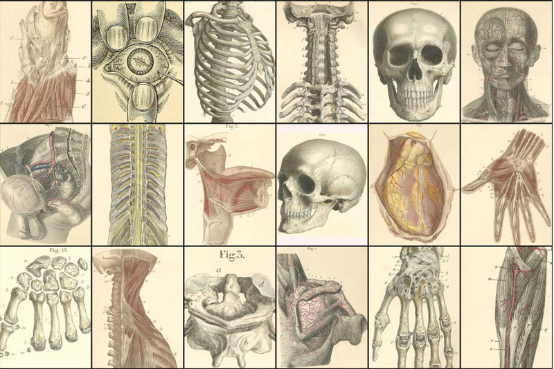 100-vintage-medical-illustrations