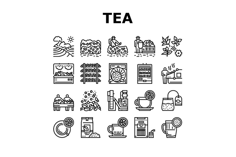 tea-drink-production-collection-icons-set-vector