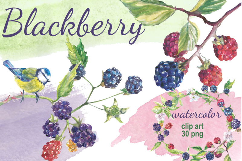 blackberry-watercolor-clip-art