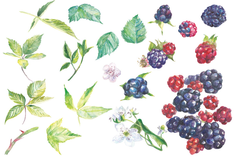 blackberry-watercolor-clip-art