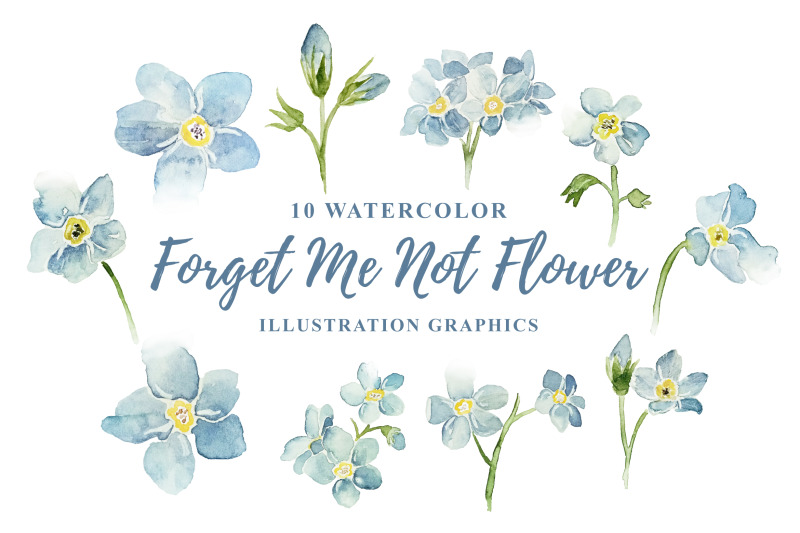 10-watercolor-forget-me-not-illustration-graphics