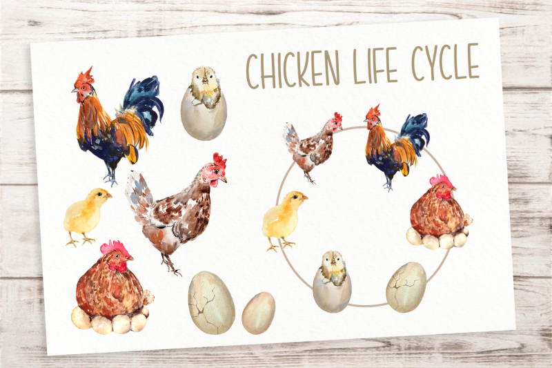 chicken-life-cycle-clip-art-stickers-and-print