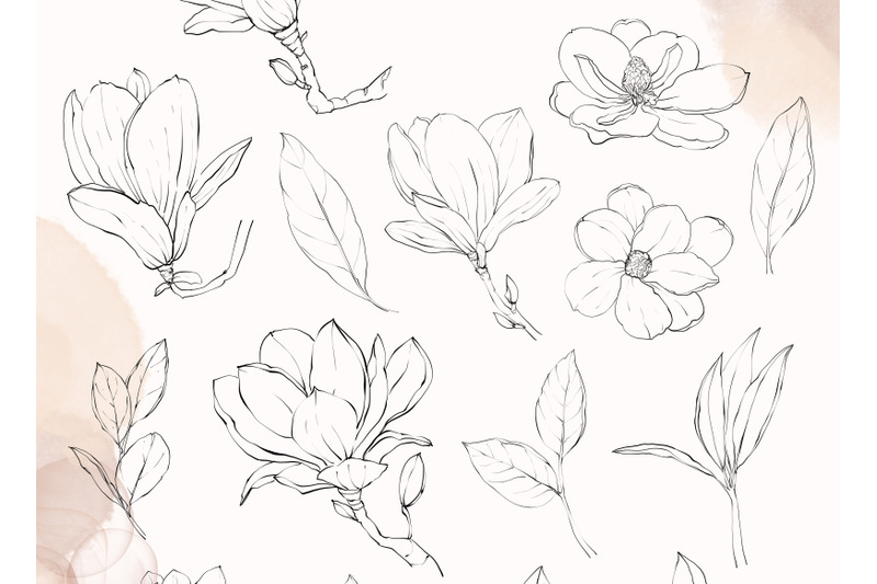 magnolia-flower-line-art-clipart-line-drawing-png-files