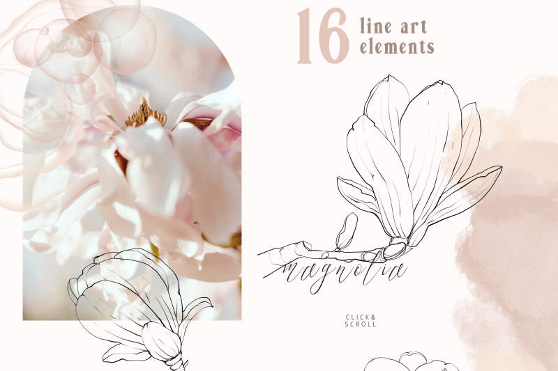 magnolia-flower-line-art-clipart-line-drawing-png-files