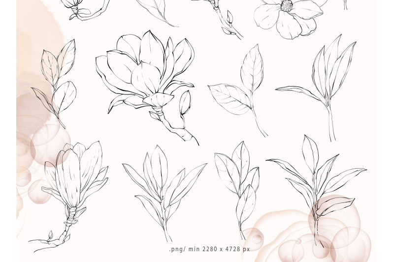 magnolia-flower-line-art-clipart-line-drawing-png-files