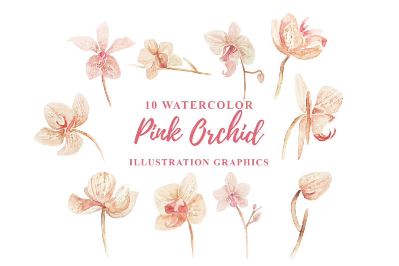 10-watercolor-pink-orchid-illustration-graphics