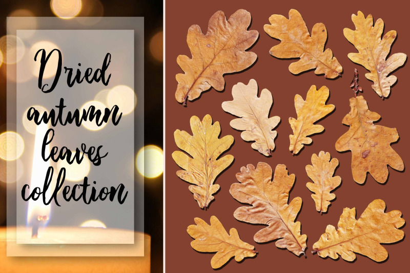 dried-autumn-leaves-collection-png