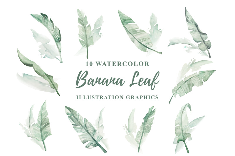 10-watercolor-banana-leaf-illustration-graphics