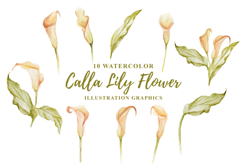10-watercolor-calla-lily-flower-illustration-graphics