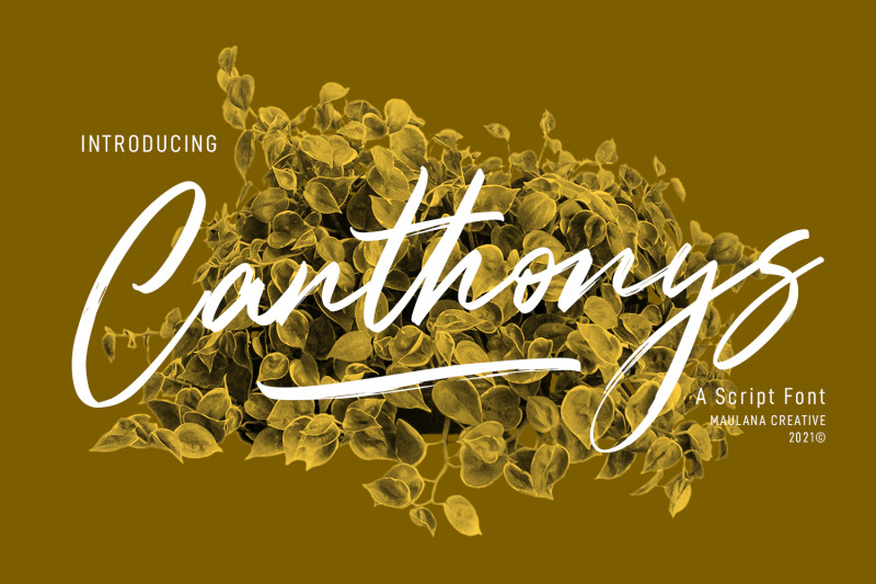 canthonys-brush-script-font