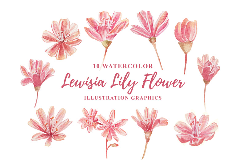10-watercolor-lewisia-flower-illustration-graphics