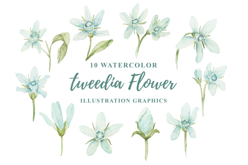 10-watercolor-tweedia-flower-illustration-graphics