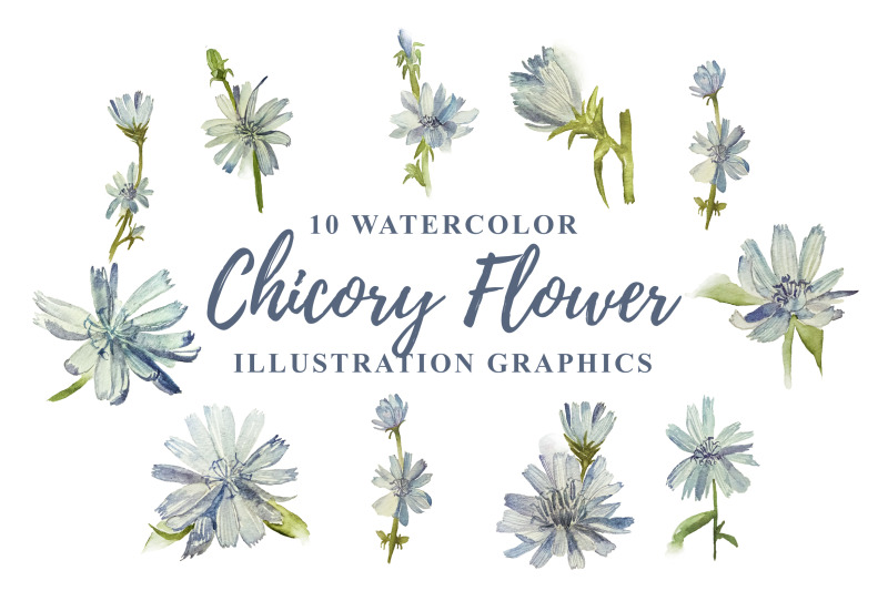10-watercolor-chicory-flower-illustration-graphics