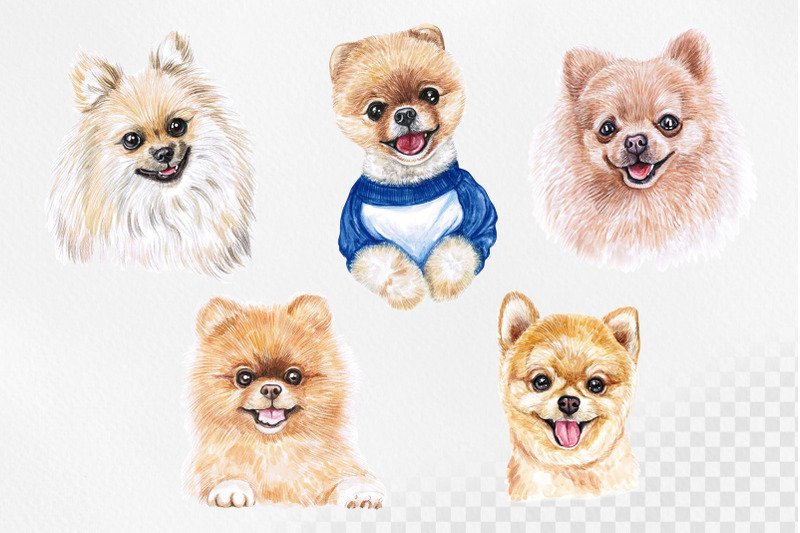 pomeranian-spitz-watercolor-dog-illustrations-cute-5-dog