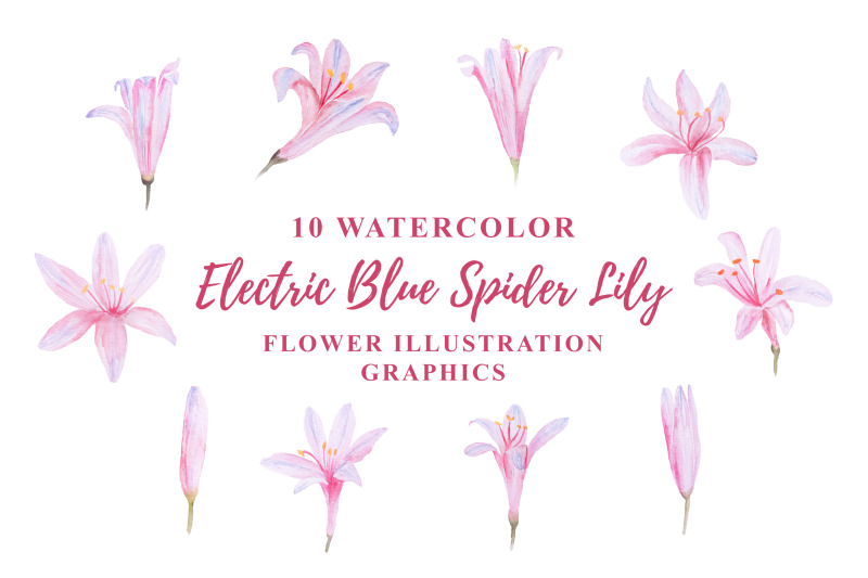 10-watercolor-electric-blue-spider-lily-flower-illustration-graphics