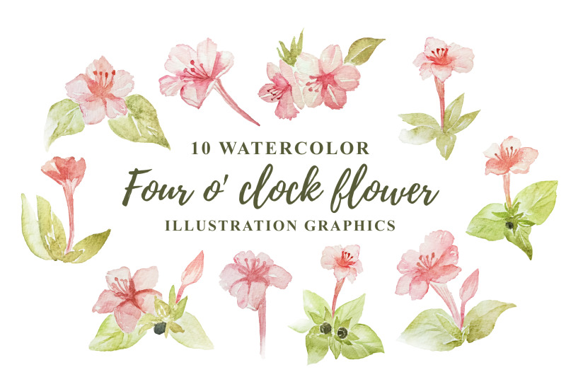 10-watercolor-four-o-039-clock-flower-illustration-graphics