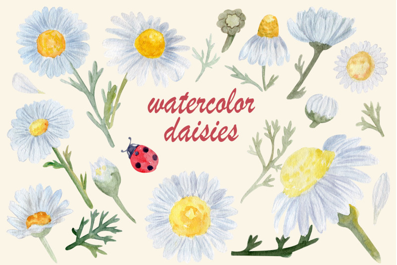 watercolor-flowers-daisy-png-pressed-floral-clipart