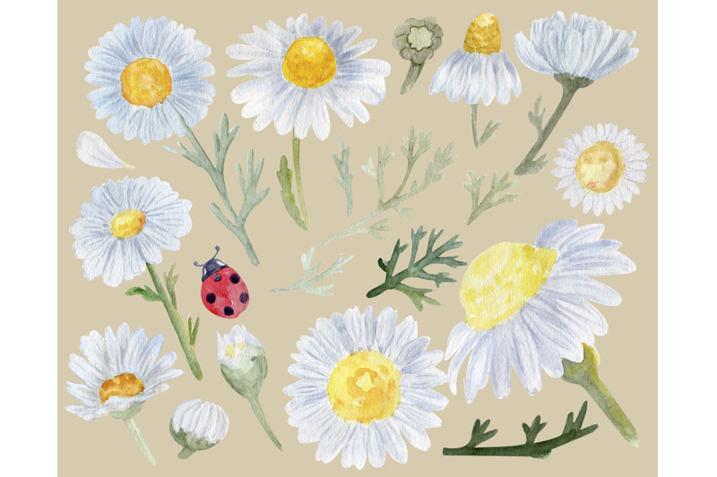 watercolor-flowers-daisy-png-pressed-floral-clipart