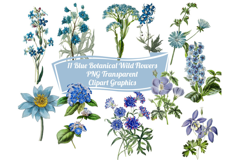 11-blue-botanical-flowers-graphic-clipart-images