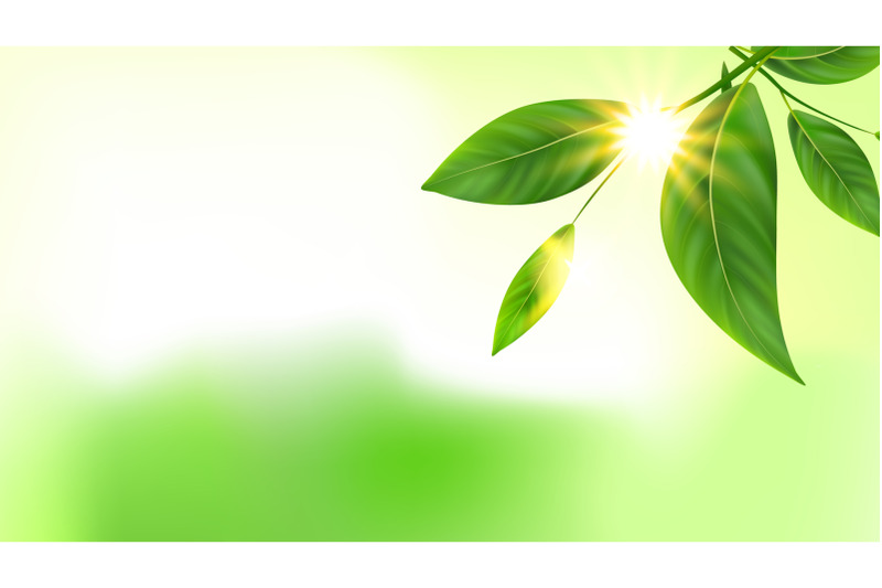 tree-branch-green-leaves-and-sun-copy-space-vector