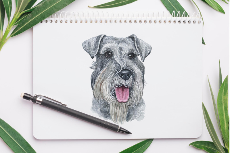 schnauzer-watercolor-set-dogs-illustrations-6-dogs