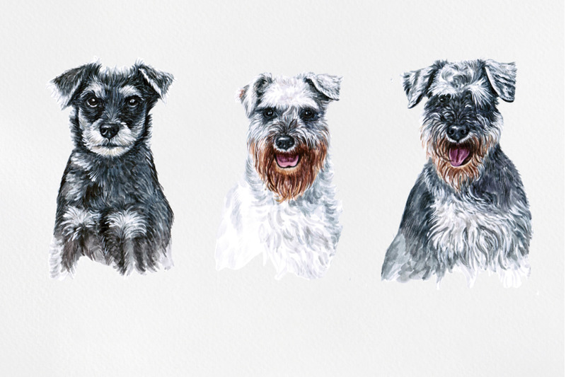 schnauzer-watercolor-set-dogs-illustrations-6-dogs