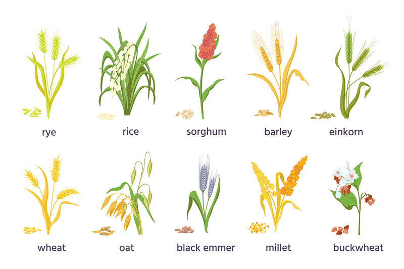 cereal-agricultural-plants-crop-spikes-ears-and-grains-farming-mill