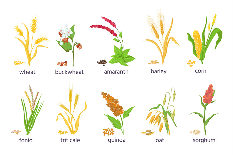 cartoon-farm-cereal-crops-and-grain-grass-plants-agriculture-corn-wh