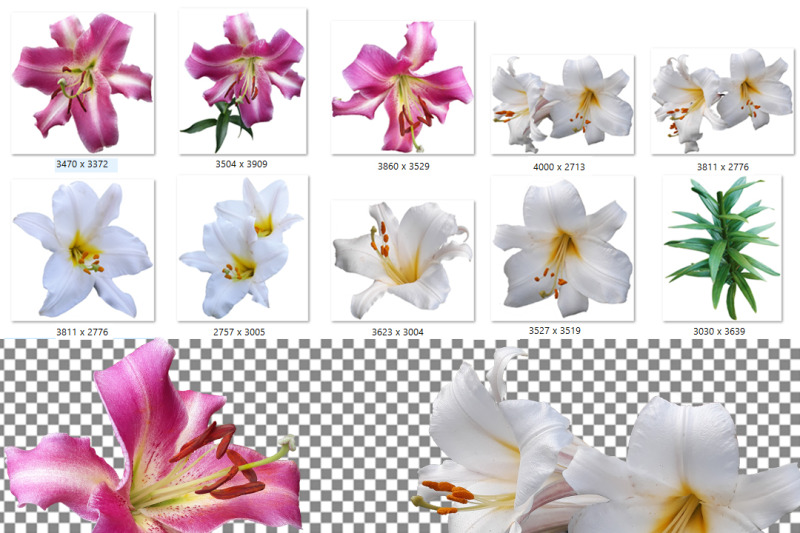 lily-flowers-with-transparent-background