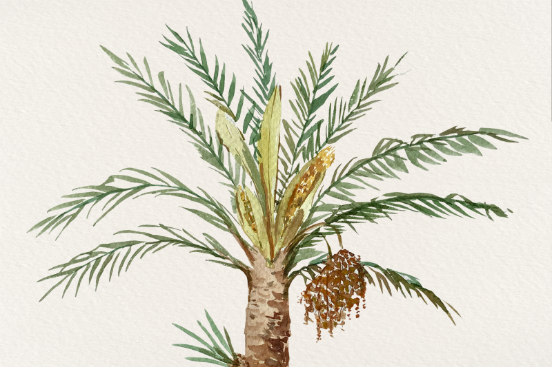 date-palm-watercolor-clip-art