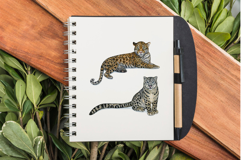 watercolor-set-cute-wild-cats-illustrations-6-wild-cats