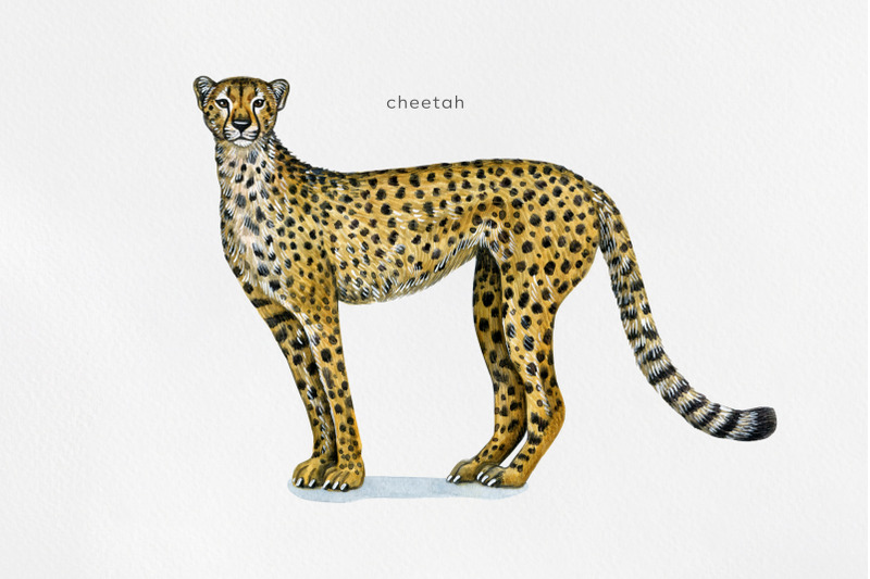 watercolor-set-cute-wild-cats-illustrations-6-wild-cats